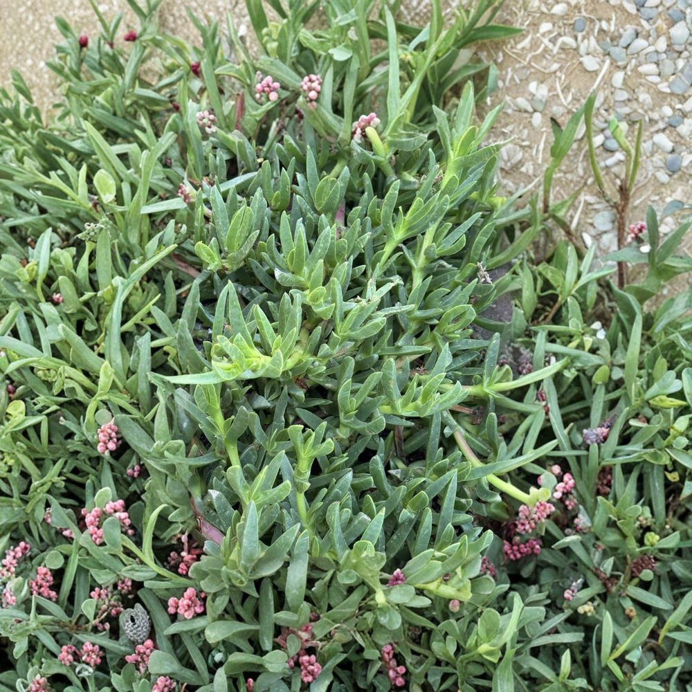 Ice Plant Cuttings – 25 Unrooted Purple Flower Succulent | Hardy Ground Cover Plant | Drought Tolerant Landscaping