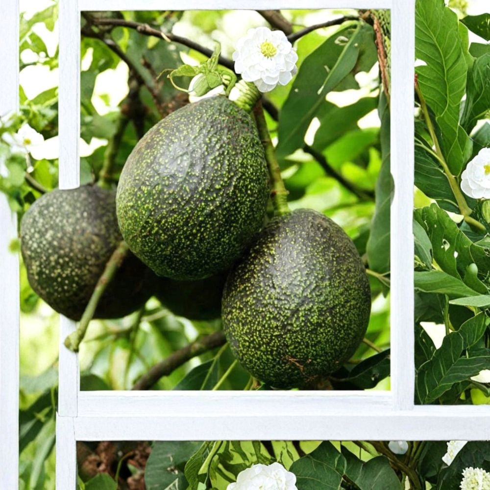 GEM Avocado Tree – Persea americana ‘GEM’ Grafted Live Tree | 1–2 Feet Tall | Includes 6" Pot High-Quality Fruit | Compact Growth | Backyard Favorite