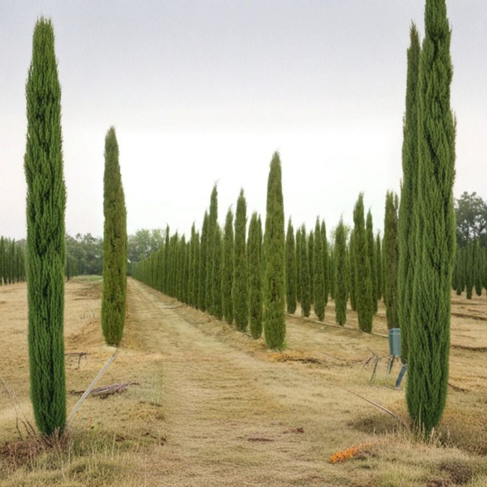 Italian Cypress ‘Stricta’ – Cupressus sempervirens Live Starter Plant | 10–14 Inches Tall | Columnar Evergreen Tree | Mediterranean Style Landscape | Privacy Accent