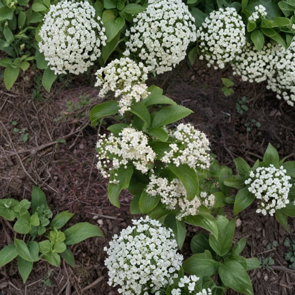 Viburnum sieboldii ‘Wavecrest’ – Live Starter Plant | 5–10 Inches Tall | Includes Nursery Pot White Spring Blooms | Red to Black Berries | Ornamental Tree
