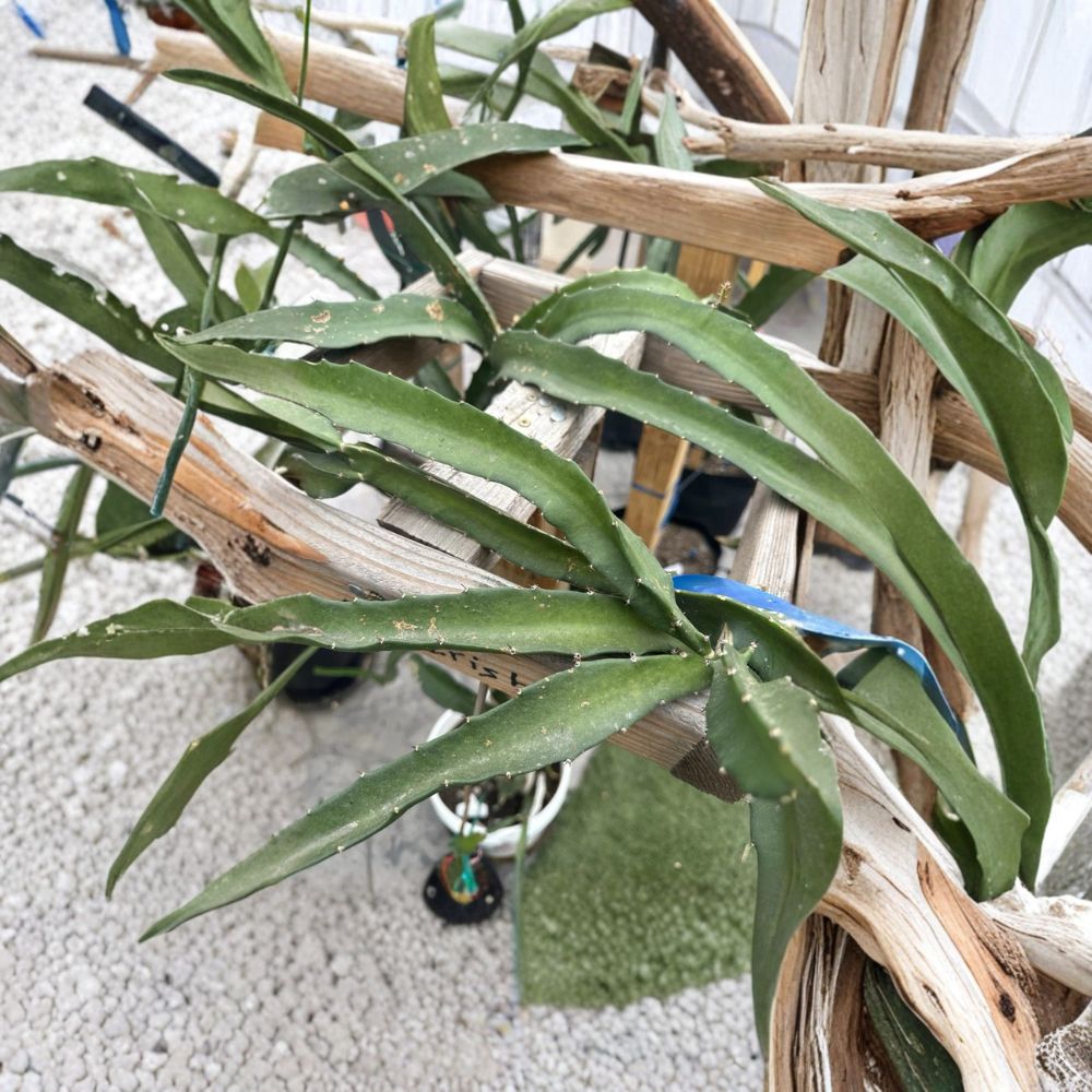 Coco Irish Dragon Fruit Cutting – Hylocereus sp. | 1 Unrooted Cutting | 8–12 Inches Long | Exotic Pitaya Cactus | Rare Fruit Variety