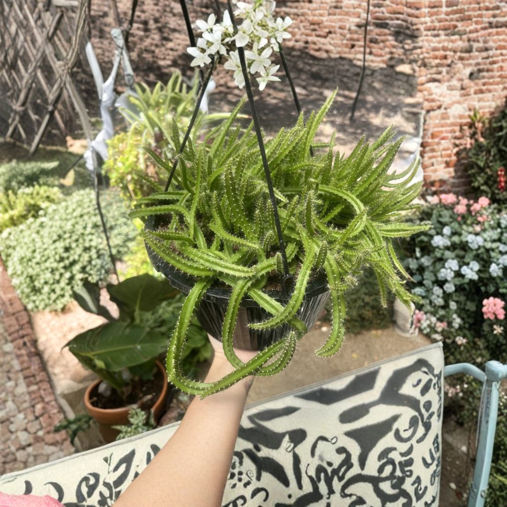 Dog Tail Cactus Cuttings – Aporocactus flagelliformis | 3 Unrooted Cuttings | Trailing Succulent | Pink Flowering Cactus | Easy Care Houseplant