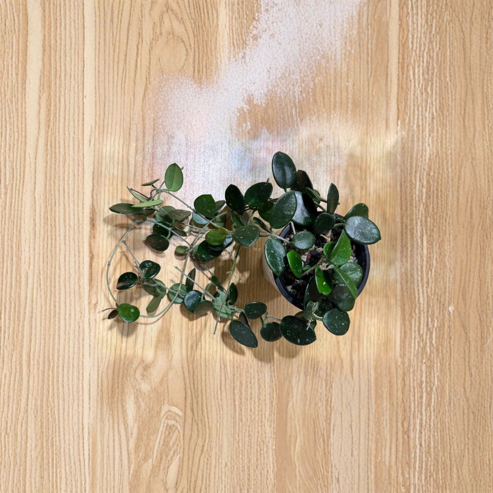 Hoya Mathilde Cutting – 2 Node Fresh Cutting | Rare Hoya Hybrid | Wax Plant | Easy Indoor Propagation