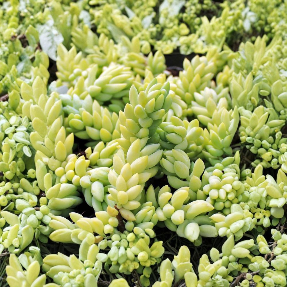 Burro’s Tail Succulent Cuttings – 3 Unrooted Sedum Morganianum | Trailing Succulent Plant | Beginner Friendly | Easy Care