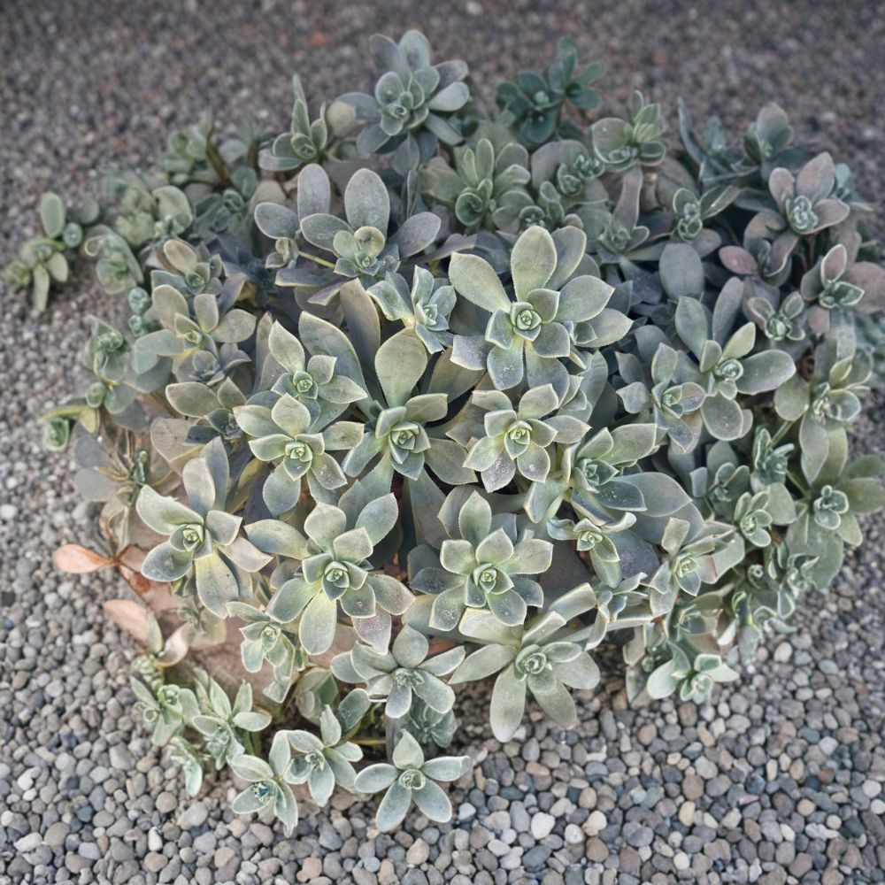 Aeonium Haworthii Cuttings – 4 Succulent Cuttings | Pinwheel Succulent | Drought Tolerant Plant | Easy Beginner Succulent