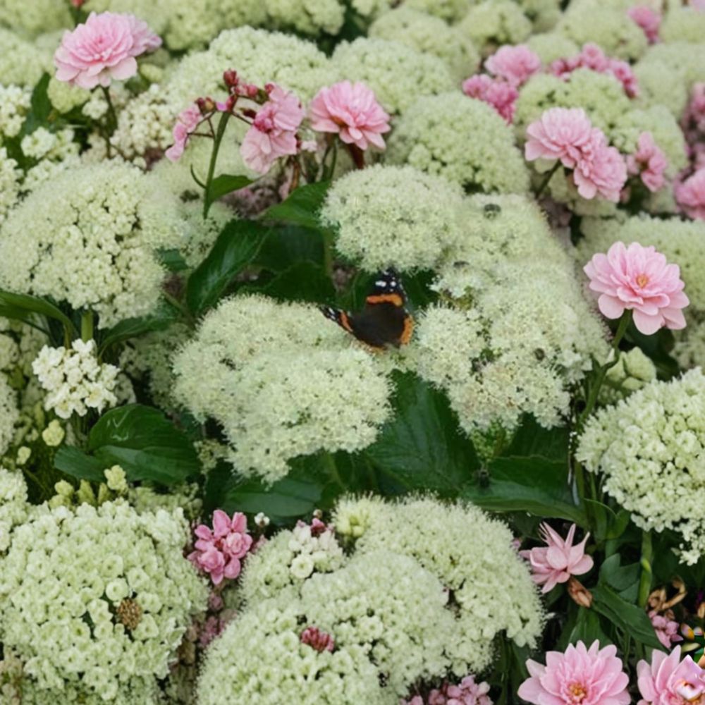 Viburnum dentatum ‘Deamii’ – Arrowwood Viburnum Live Starter Plant | 8 Inches Tall | Includes Nursery Pot White Spring Blooms | Blue Black Berries | Wildlife Friendly Shrub