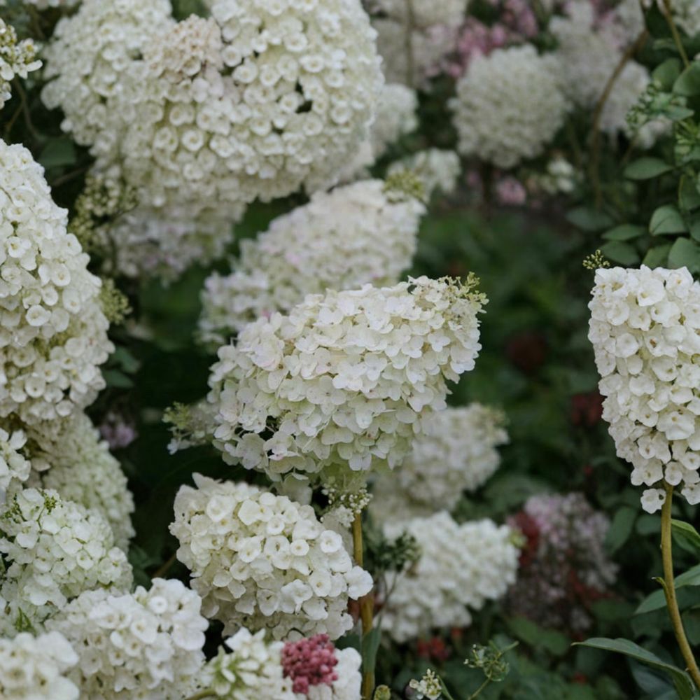 Hydrangea ‘Silver Dollar’ – Panicle Hydrangea Live Starter Plant | 6–9 Inches Tall | Pure White Blooms | Hardy Flowering Shrub | Summer Garden Favorite
