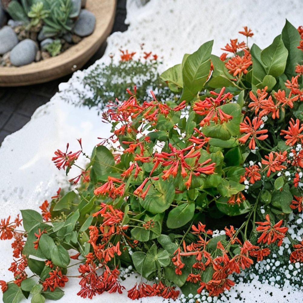Lonicera ‘Dropmore Scarlet’ Honeysuckle – Live Starter Plant | 7–14 Inches Tall | Fragrant Climbing Vine | Hummingbird & Butterfly Friendly | Hardy Perennial Vine
