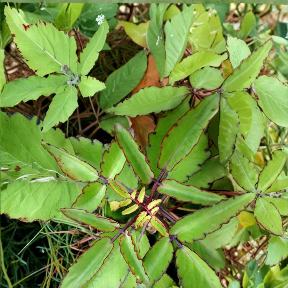 Kalanchoe Pinnata Leaves – 12 Miracle Leaf Plantlets | Bryophyllum Pinnatum | Mother of Thousands | Easy Propagation Succulent