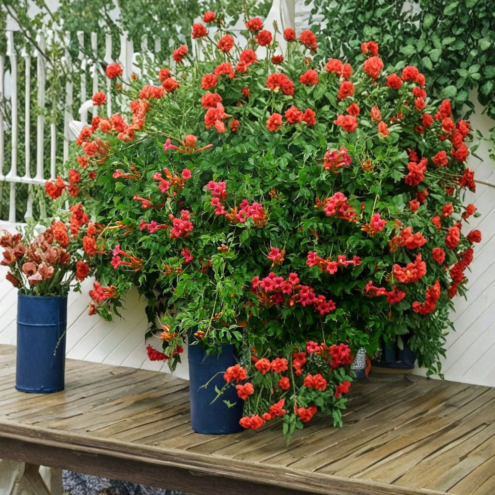 Campsis radicans ‘Flamenco’ – Trumpet Vine Live Starter Plant | Includes Nursery Pot Red Orange Blooms | Hummingbird Favorite Vine | Fast Growing Climber | Easy to Grow