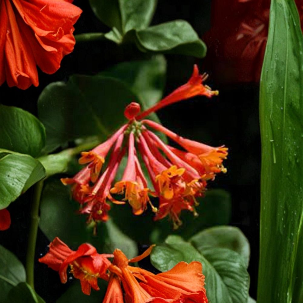 Lonicera ‘Magnifica’ Honeysuckle – Live Starter Plant | 6–9 Inches Tall | Fragrant Orange Flowering Vine | Hummingbird & Butterfly Plant | Hardy Climbing Vine