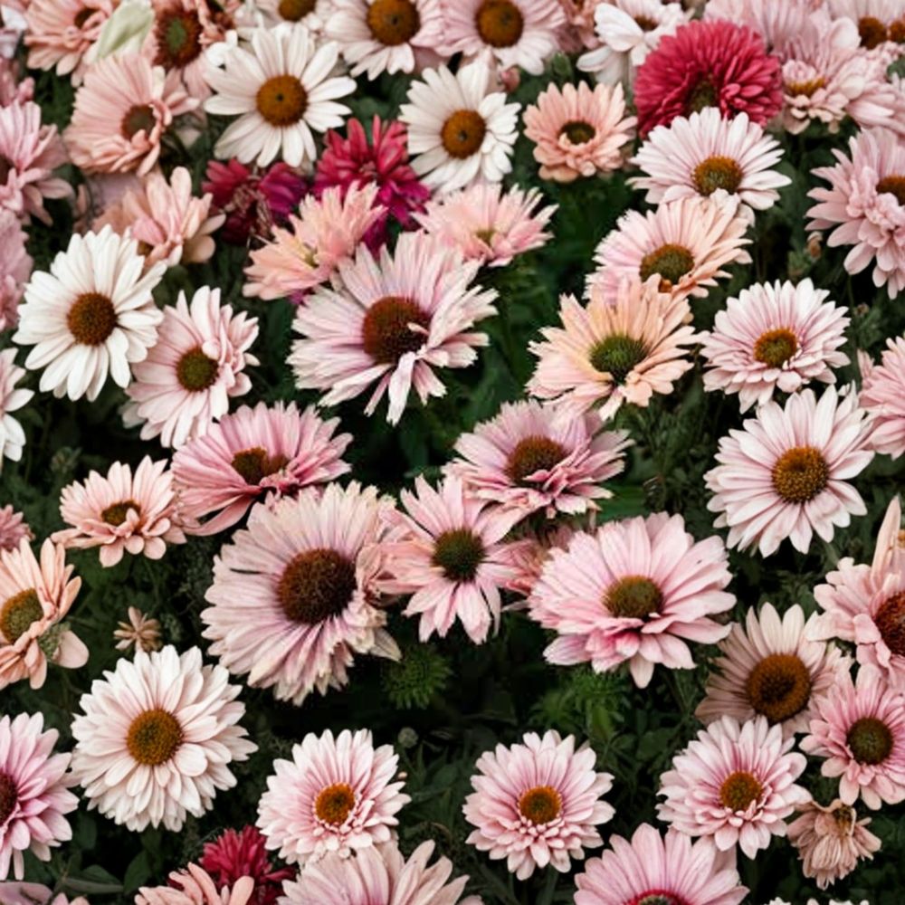 echinacea sunseekers salmon seeds Echinacea SunSeekers® Salmon – Coneflower Live Starter Plant | Includes Nursery Pot Salmon Pink Blooms | Pollinator Friendly