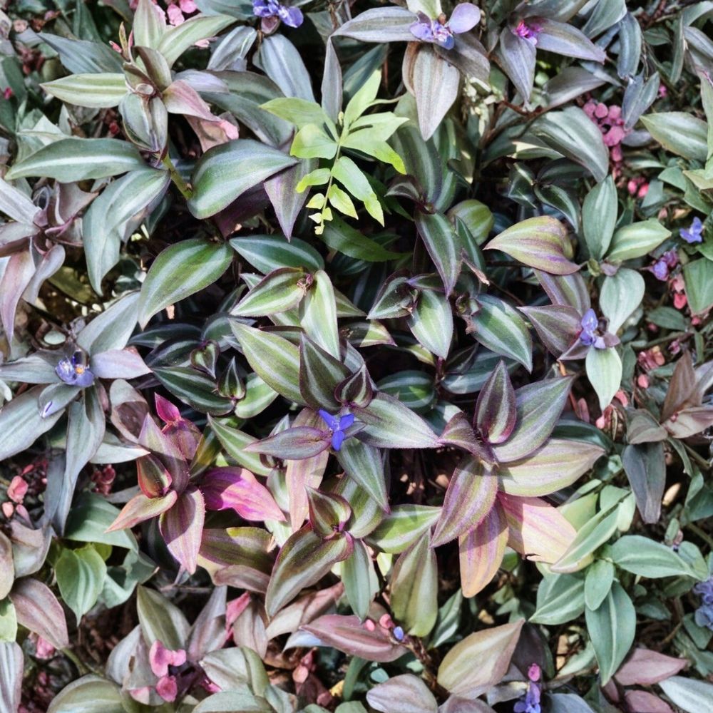 Tradescantia Zebrina Cuttings – 12 Unrooted Wandering Jew Purple Plant | Fast Growing Trailing Houseplant | Easy Propagation