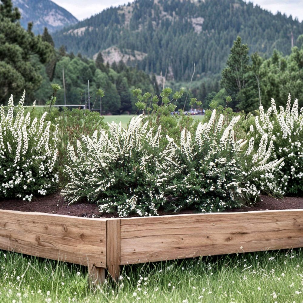 Spiraea ‘June Bride’ – Live Starter Plant | 4–6 Inches Tall | Includes Nursery Pot White Spring Blooms | Hardy Flowering Shrub | Easy to Grow