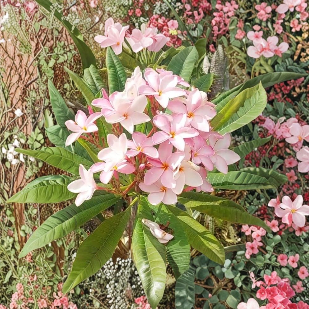Hawaiian Pink Plumeria Cutting – 10 Inch Frangipani Cutting | Fragrant Tropical Flower Plant | Pastel Pink Blooms | Bare Root