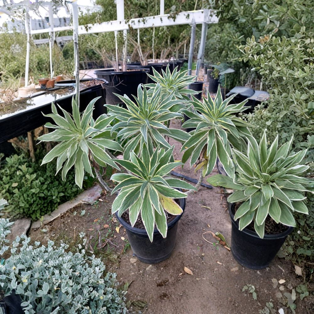 Echium Candicans ‘Star of Madeira’ Live Plant | 1–2 Feet Tall | Includes 3 Gallon Nursery Pot Lavender Blue Blooms | Variegated Foliage | Bold Garden Specimen