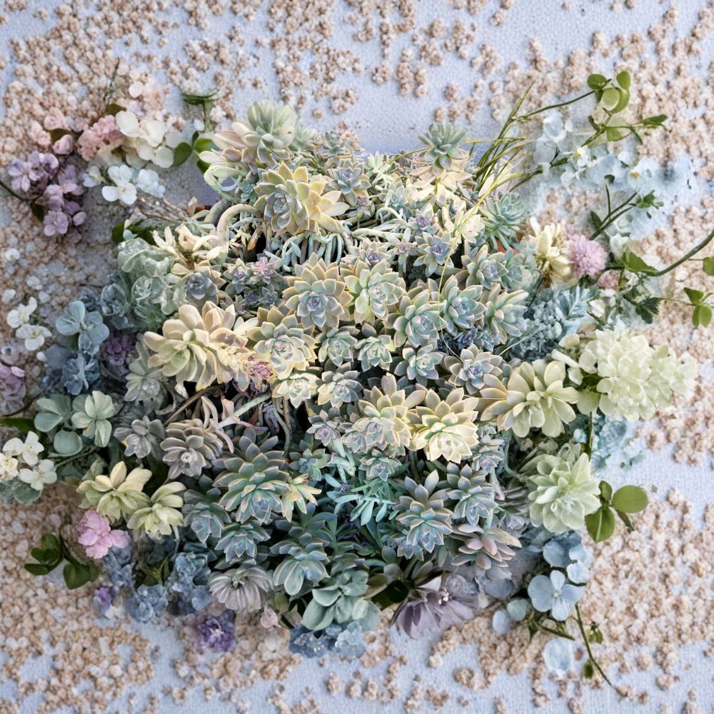 Ghost Plant & Darley Sunshine Cuttings – 8 Succulent Cuttings + Bonus + 10 Leaves | Graptopetalum & Graptosedum Mix | Easy Propagation