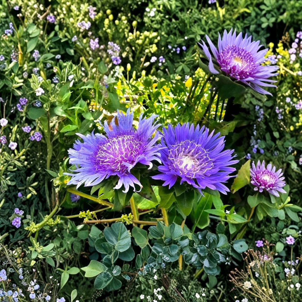 Stokesia ‘Blue Danube’ – Stokes Aster Live Starter Plant | Includes Nursery Pot Sky Blue Blooms | Pollinator Friendly Perennial | Summer Flowering | Easy to Grow