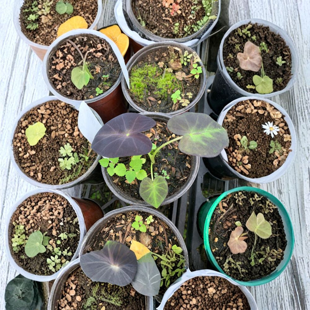 Colocasia esculenta ‘Black Beauty’ Starter Plant | Shipped in 4 Inch Pot Dark Elephant Ear | Bold Tropical Foliage | Shade Garden Favorite