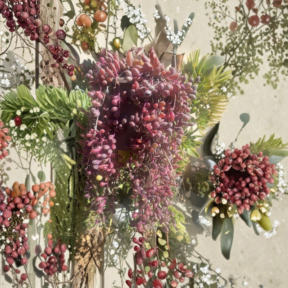 Ruby Necklace Cuttings – Othonna Capensis Succulent | 15 Unrooted Trailing Cuttings | Purple Green Hanging Plant | Easy Care