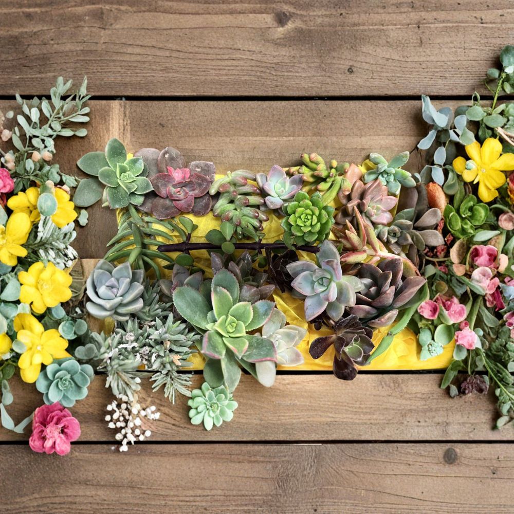Succulent Cuttings Variety Box – Mixed Succulents | 20+ Unrooted Cuttings | 1–4 Inches | Assorted Collection | Easy to Grow Plants
