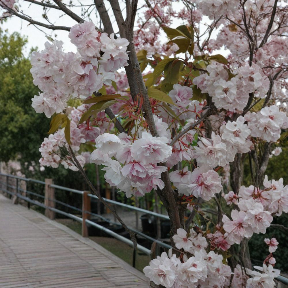 Shirofugen Flowering Cherry – Prunus serrulata ‘Shirofugen’ Live Grafted Tree | 2–3 Feet Tall | Includes 3 Gallon Nursery Pot Double Pink Blossoms | Ornamental Landscape Tree | Spring Showstopper