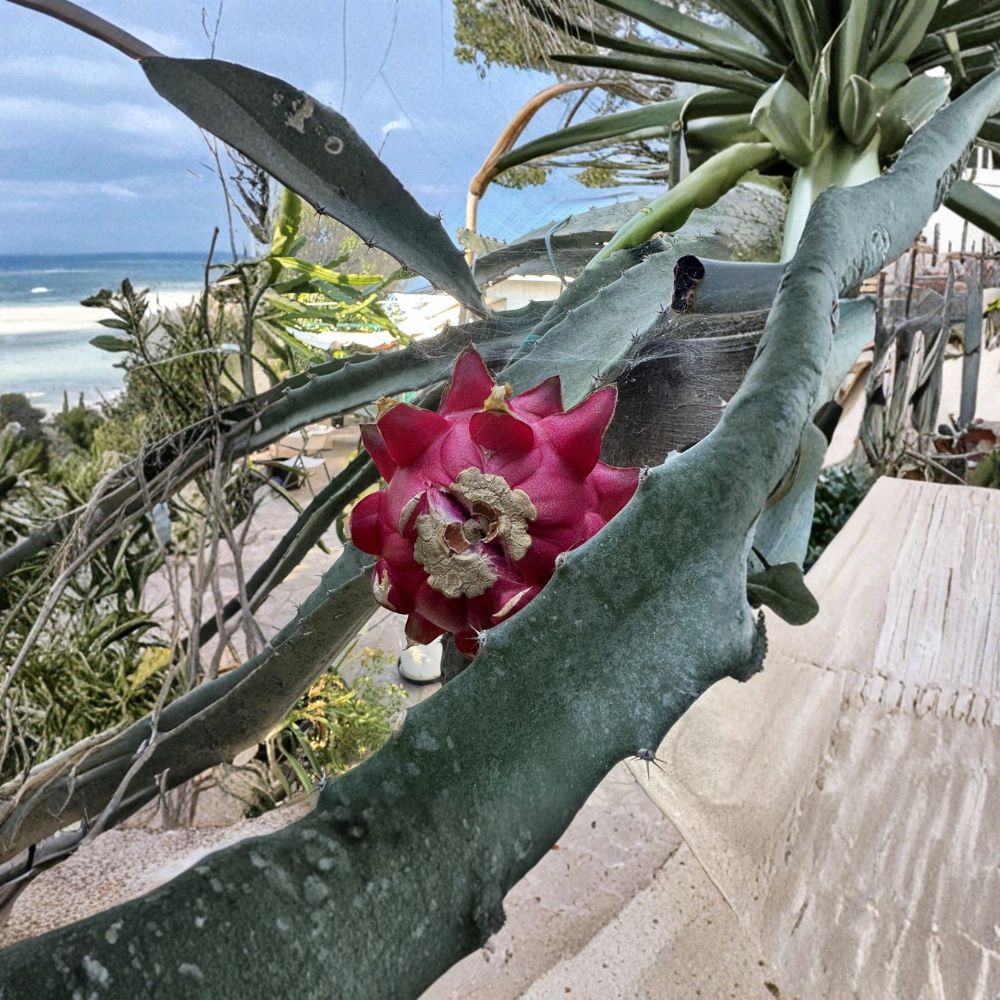 Dragon Fruit Cuttings – Hylocereus spp. Live Plant | 15–18 Inches Long | Random Variety Mix | Tropical Cactus Starter | Fast Growing Climbing Fruit Plant