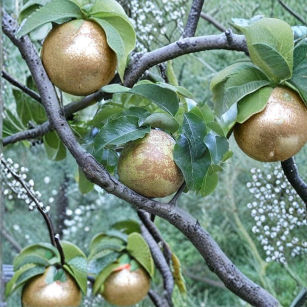 Comice Pear Tree – Pyrus communis Live Tree | 3–4 Feet Tall | Ships in 3 Gallon Pot Buttery Sweet Fruit | Bigger Trunk | Premium Winter Pear