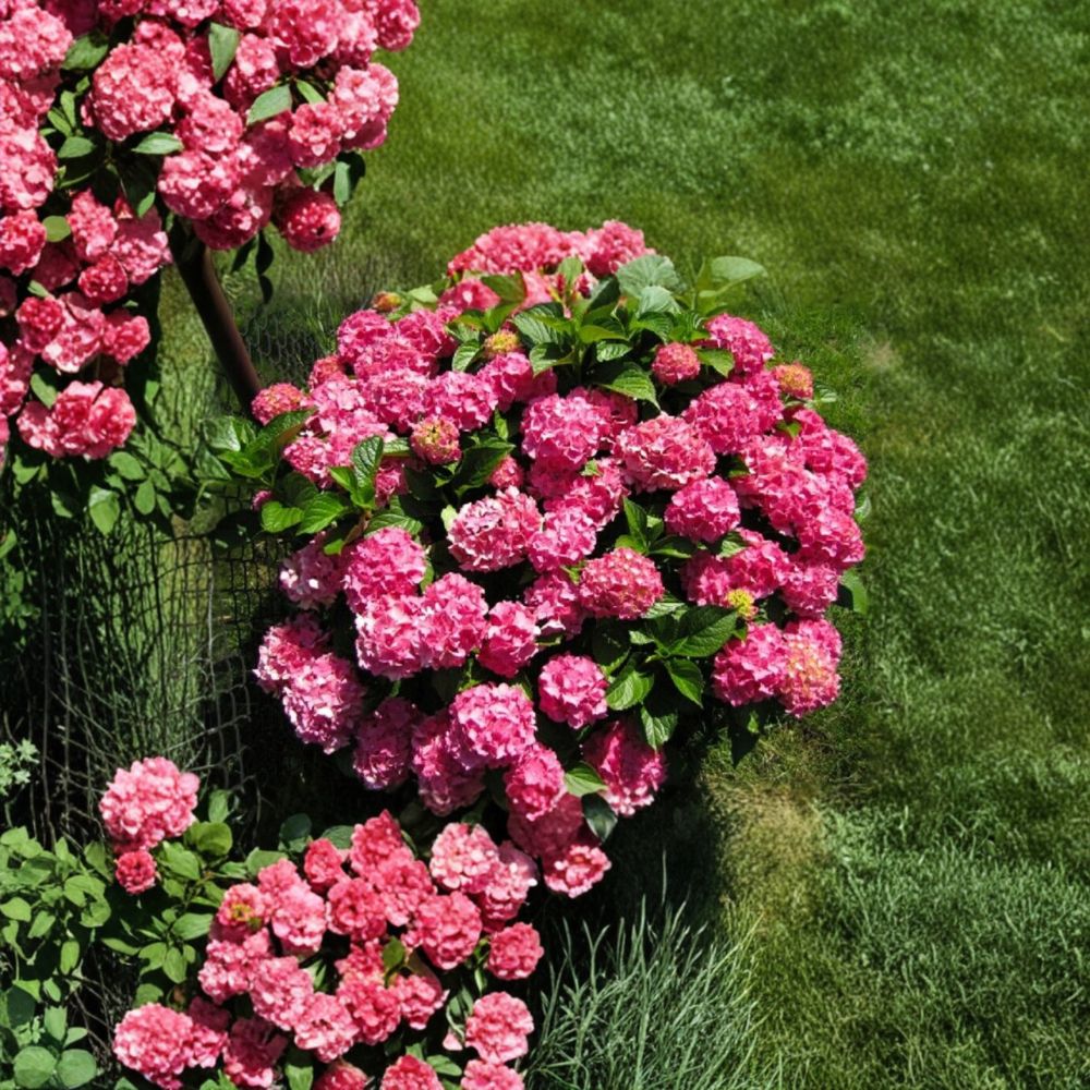 Hydrangea ‘Forever Pink’ – Live Starter Plant | 4 Inches Tall | Pink or Blue Blooms | Compact Bigleaf Hydrangea | Shade Loving Flowering Shrub