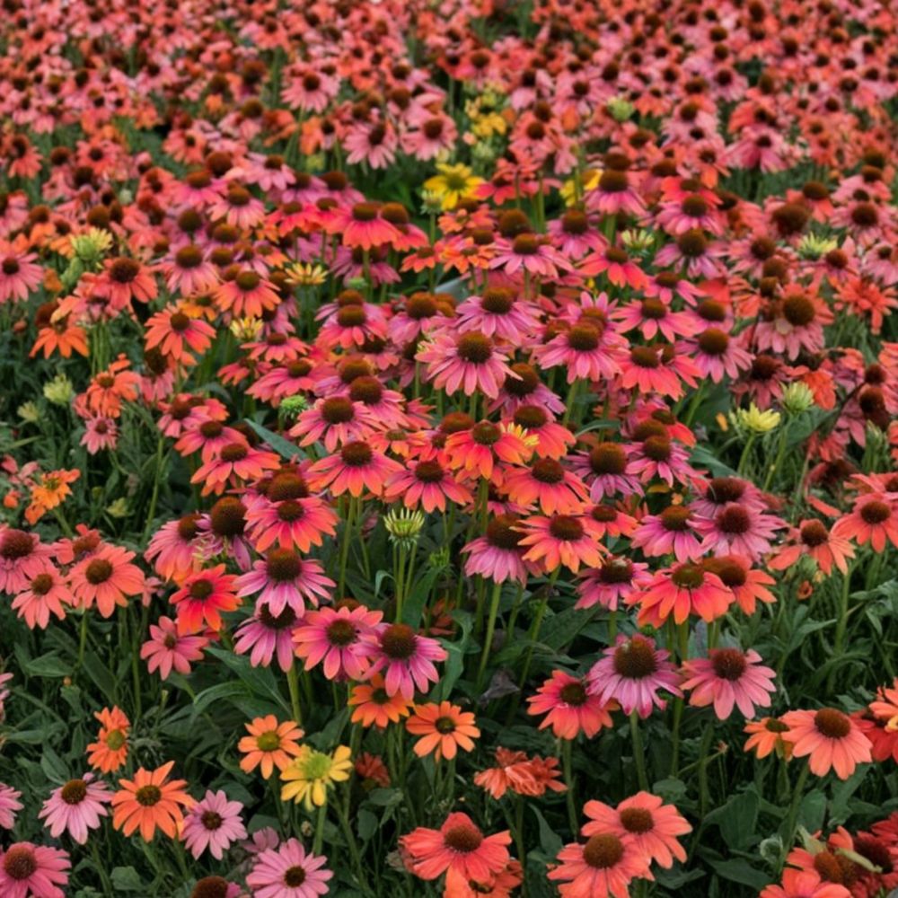 Echinacea ‘Sombrero Hot Coral’ – Coneflower Live Starter Plant | 6–10 Inches Tall | Coral Flowering Perennial | Pollinator Friendly Garden Plant | Summer Blooms