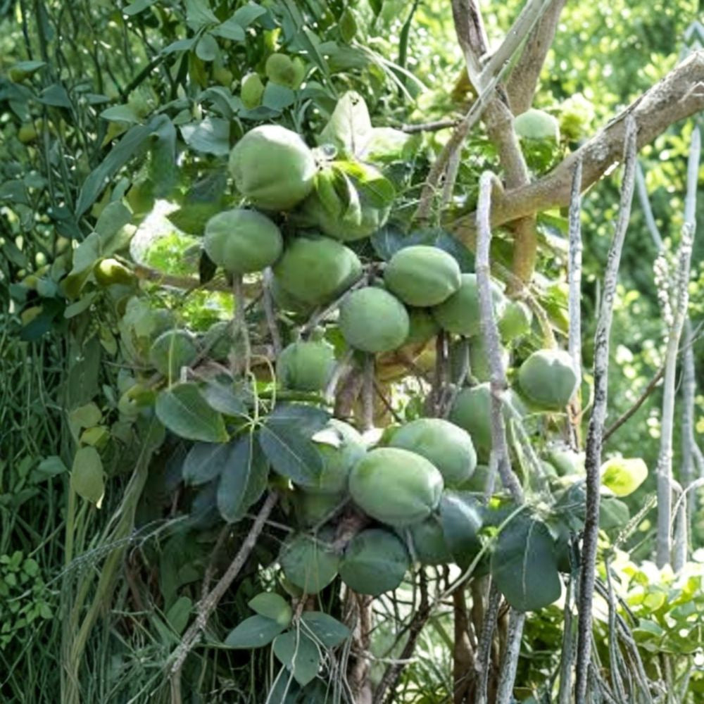 White Sapote – Casimiroa edulis Live Tropical Fruit Tree | 1 Foot Tall | Includes 6" Pot Creamy Sweet Fruit | Fast Growing | Subtropical Favorite