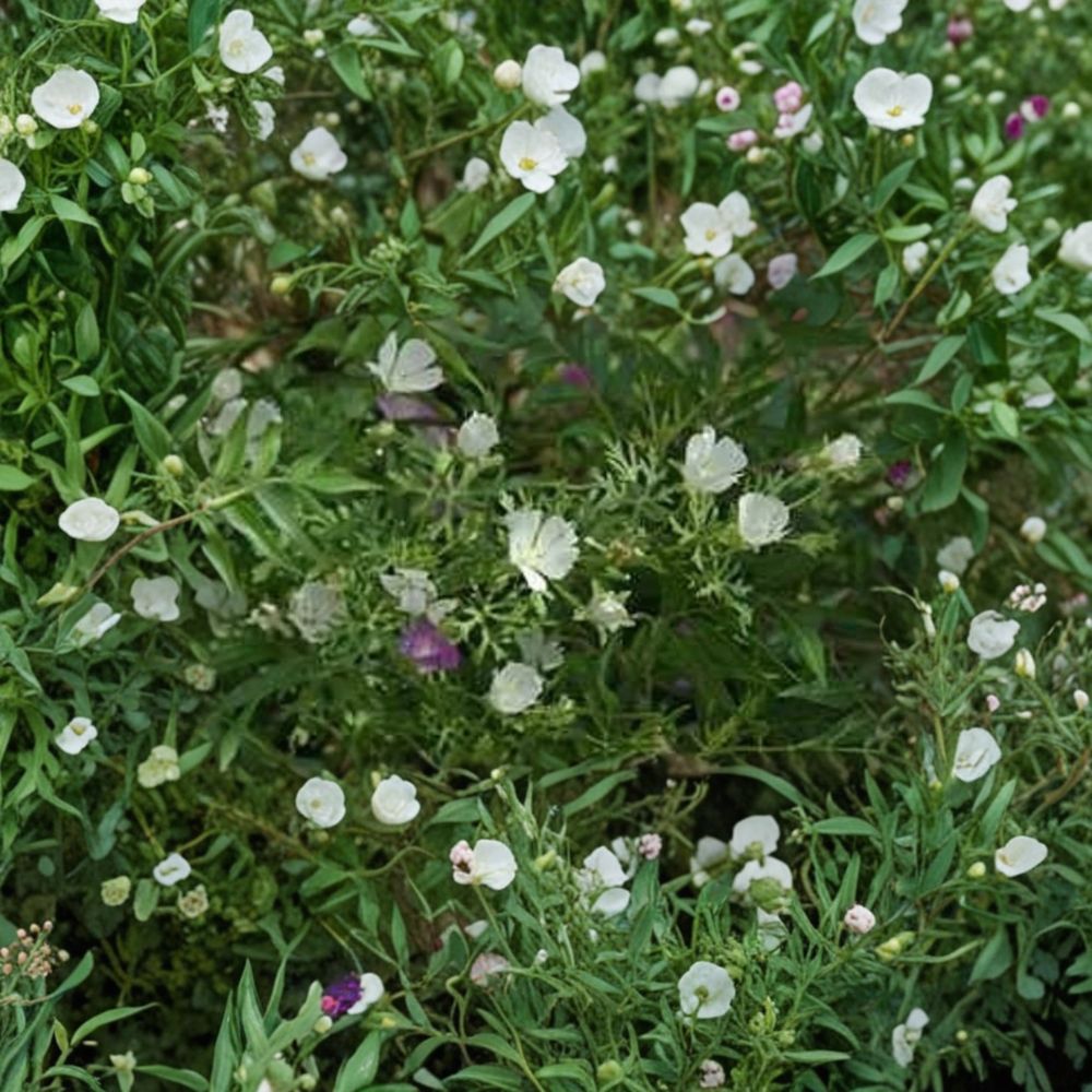 Callirhoe alcaeoides ‘Logan Calhoun’ – Live Starter Plant | 4–8 Inches Tall | Low Growing Perennial Groundcover | White Cup Flowers | Drought Tolerant Garden Plant