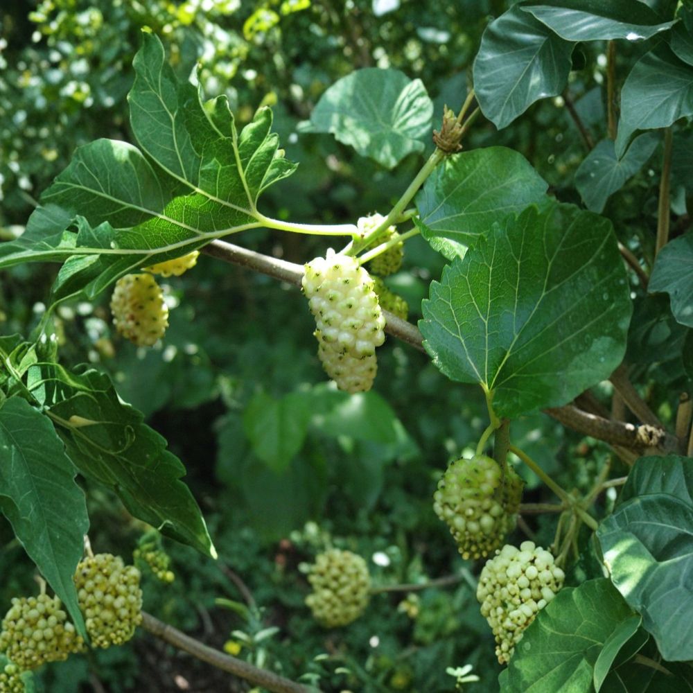 White Mulberry Cuttings – Morus alba Live Plant | 8 Unrooted Cuttings | 8 Inches Long | Edible Fruit Tree | Hardy Fast Growing Garden Starter