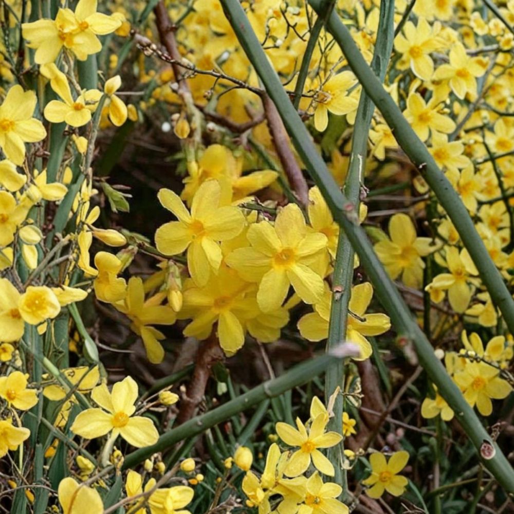 Jasminum nudiflorum – Winter Jasmine Live Starter Plant | 5 Inches Tall | Includes Nursery Pot Yellow Winter Blooms | Trailing Vine Shrub | Easy to Grow