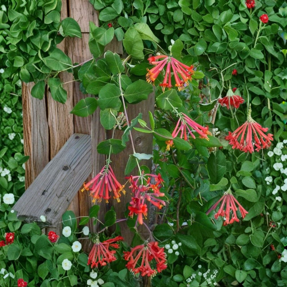Honeysuckle Starter Plant – Lonicera spp. | Live Rooted Vine | 6–10 Inches Tall | Mixed Varieties | Fragrant Flowering Climber