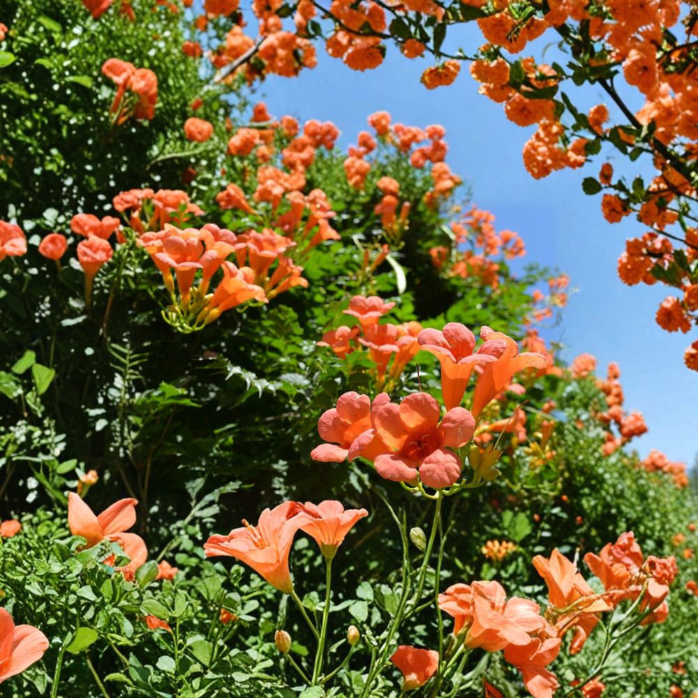 Trumpet Vine Starter Plant – Campsis radicans | Live Rooted Vine | 2–3 Inches Tall | Orange Red Yellow Flowers | Fast Growing Climber