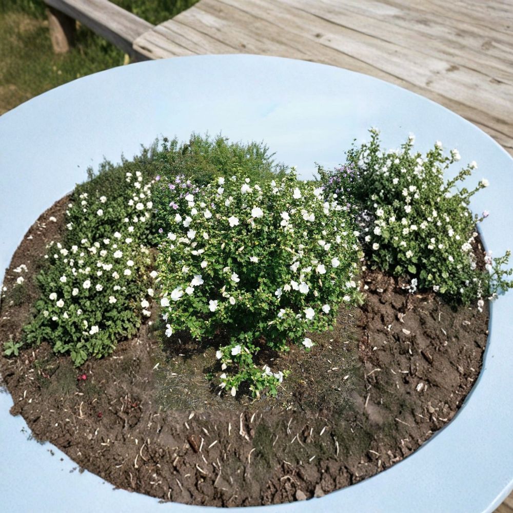 Hibiscus ‘Totus Albus’ – Rose of Sharon Live Starter Plant | 4–6 Inches Tall | Pure White Flowering Shrub | Hardy Hibiscus Tree | Summer to Fall Blooms