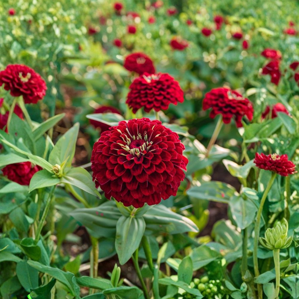 Benary’s Giant Deep Red Zinnia Seeds – Zinnia elegans | 25 Seeds Pack | Large Double Blooms | Cut Flower Favorite | Heat Loving Garden Annual