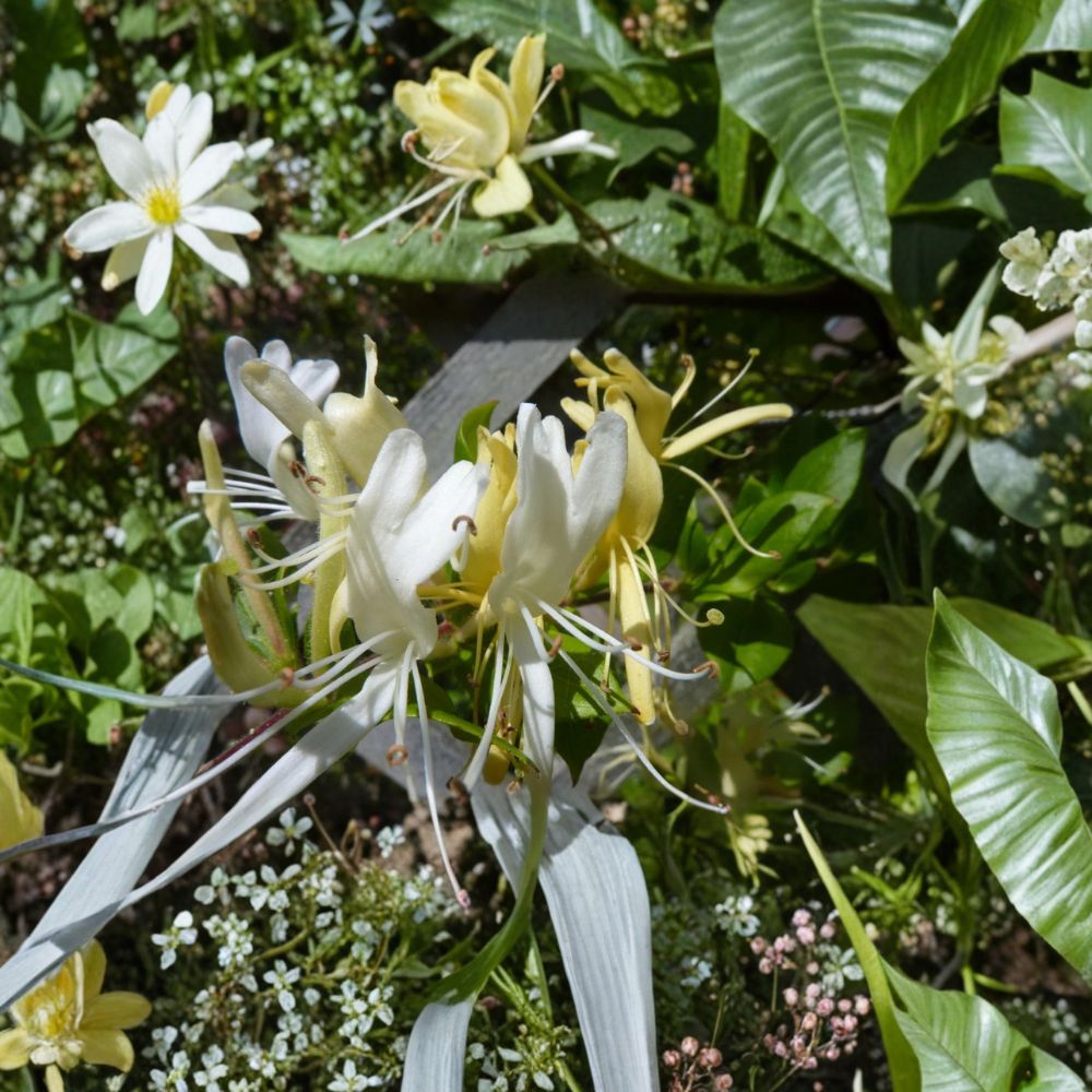 Lonicera japonica ‘Halliana’ – Honeysuckle Live Starter Plants (Set of 2) | 7–12 Inches Tall | Includes Nursery Pots Fragrant White Yellow Blooms | Climbing Vine | Easy to Grow