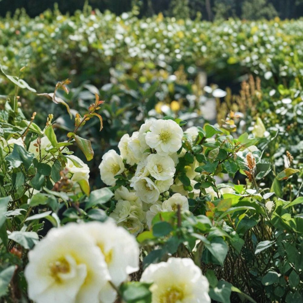 Chaenomeles ‘Double Take Eternal White’ – Flowering Quince Live Starter Plant | 5–7 Inches Tall | Includes Nursery Pot Discounted Plant | Double White Blooms | Easy to Grow