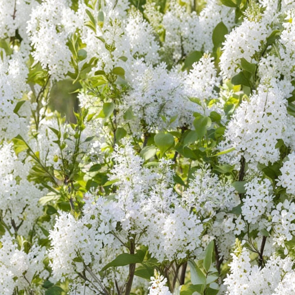 Syringa ‘New Age White’ – Live Starter Plant | 7–9 Inches Tall | Fragrant White Lilac Shrub | Compact Hardy Lilac | Spring Blooming Garden Plant