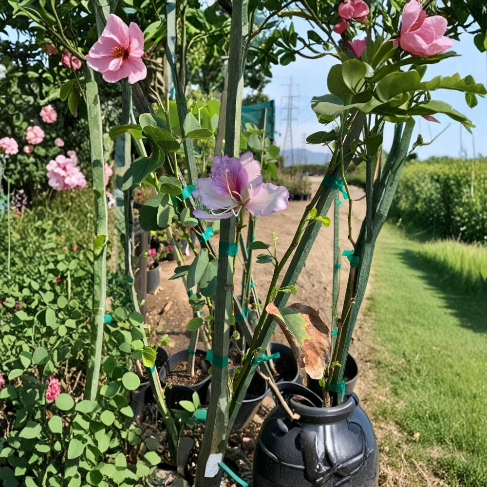 Bauhinia purpurea – Purple Orchid Tree Live Flowering Tree | 2 Feet Tall | Includes 1 Gallon Pot Light Pink to Orchid Purple Blooms | Tropical Accent | Fast Growing