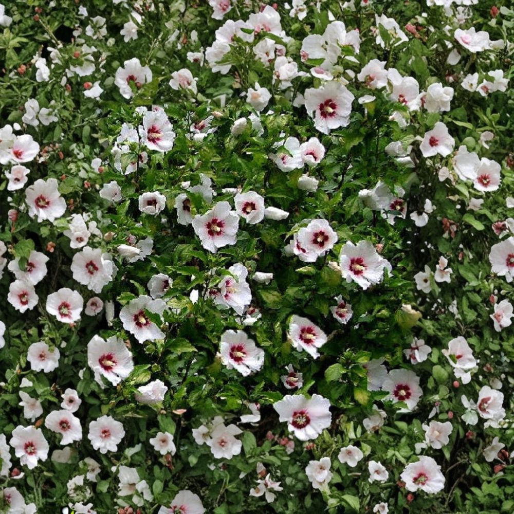 Hibiscus syriacus ‘Red Heart’ – Rose of Sharon Live Starter Plant | 4–5 Inches Tall | Includes Nursery Pot White Red Center Blooms | Hardy Shrub | Easy to Grow