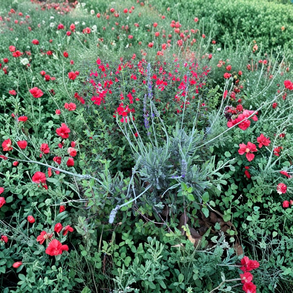 Lavender & Red Autumn Sage Cuttings Combo – 30 Unrooted Cuttings | Organic Butterfly Garden Plants | Pollinator Friendly | Fragrant & Drought Tolerant