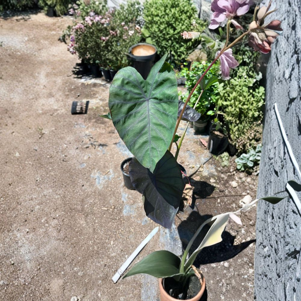Colocasia ‘Black Magic’ – Colocasia esculenta Live Plant | 1–2 Feet Tall | Ships in 6 Inch Pot Purple-Black Foliage | Bold Tropical Look | Elephant Ear Plant
