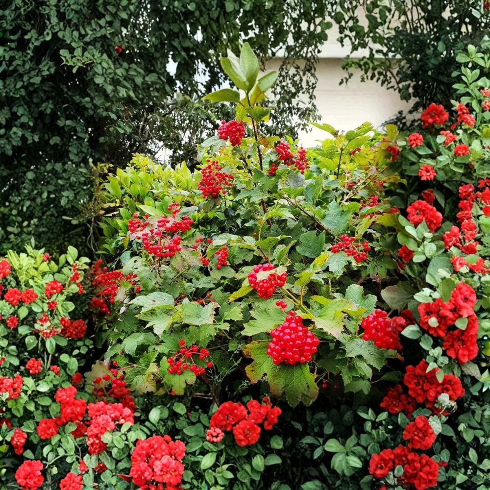 Viburnum Opulus Cuttings – Eastern Snowball “Chervona Kalyna” | 15 Unrooted Cuttings 6–7 Inch | Organic Flowering Shrub | Hardy Garden Favorite