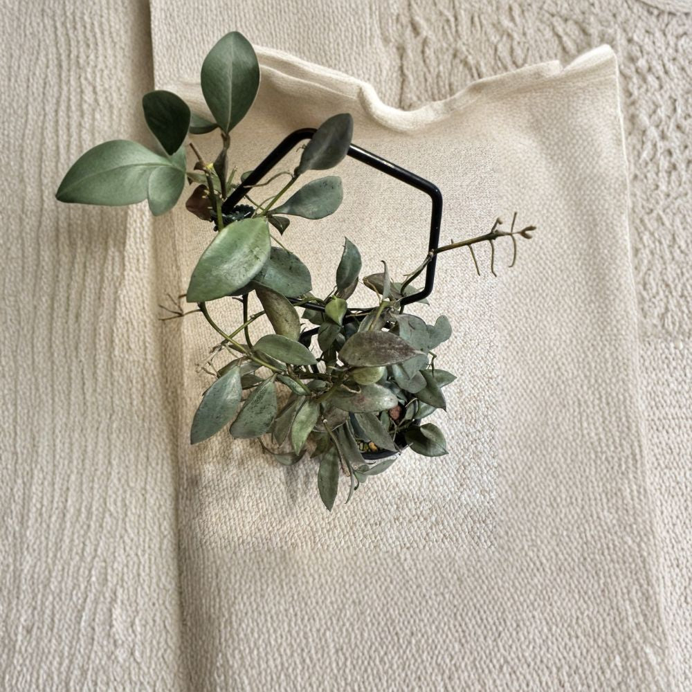 Hoya Lacunosa ‘Louisa’s Silver’ Cutting – 2 Node Unrooted | Rare Silver Hoya | Indoor Trailing Houseplant | Collector Plant