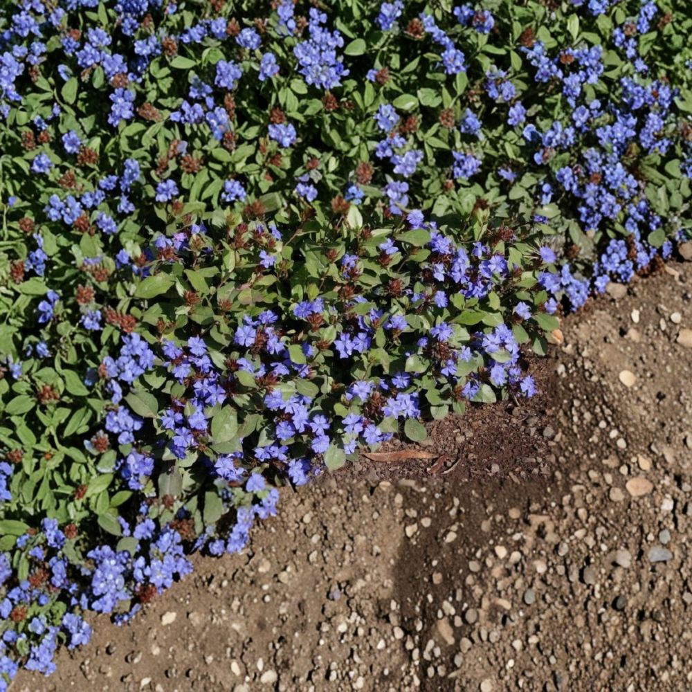 Ceratostigma plumbaginoides – Hardy Plumbago Live Starter Plant | Includes Nursery Pot Blue Flower Groundcover | Fall Color Perennial | Easy to Grow