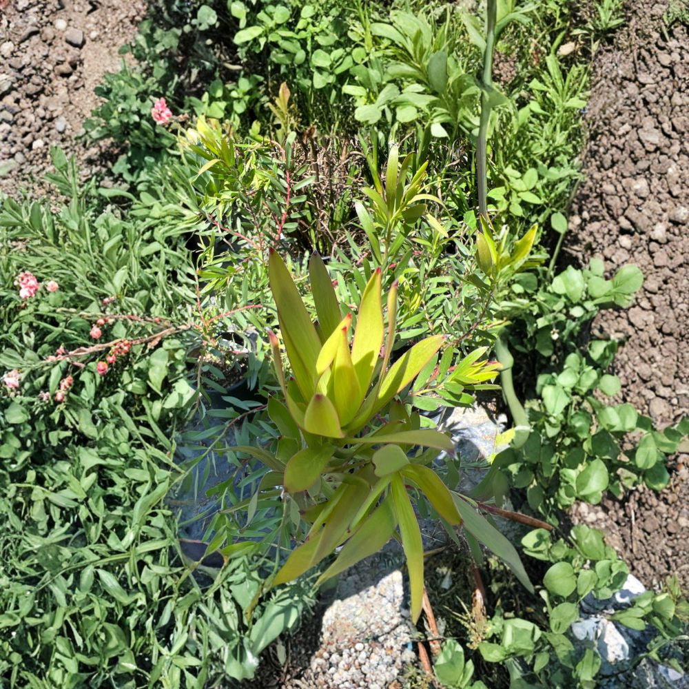 Leucadendron ‘Rising Sun’ – Leucadendron hybrid Live Plant | 1 Foot Tall | Includes 6 Inch Nursery Pot Dark Red Bracts | Evergreen Shrub | Fall to Spring Color