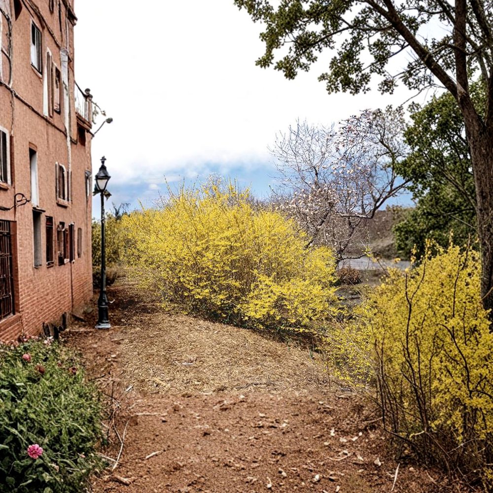 Forsythia ‘Northern Gold’ – Live Starter Plant | 6–7 Inches Tall | Cold Hardy Yellow Blooms | Early Spring Flowering Shrub | Fast Growing Hedge Plant
